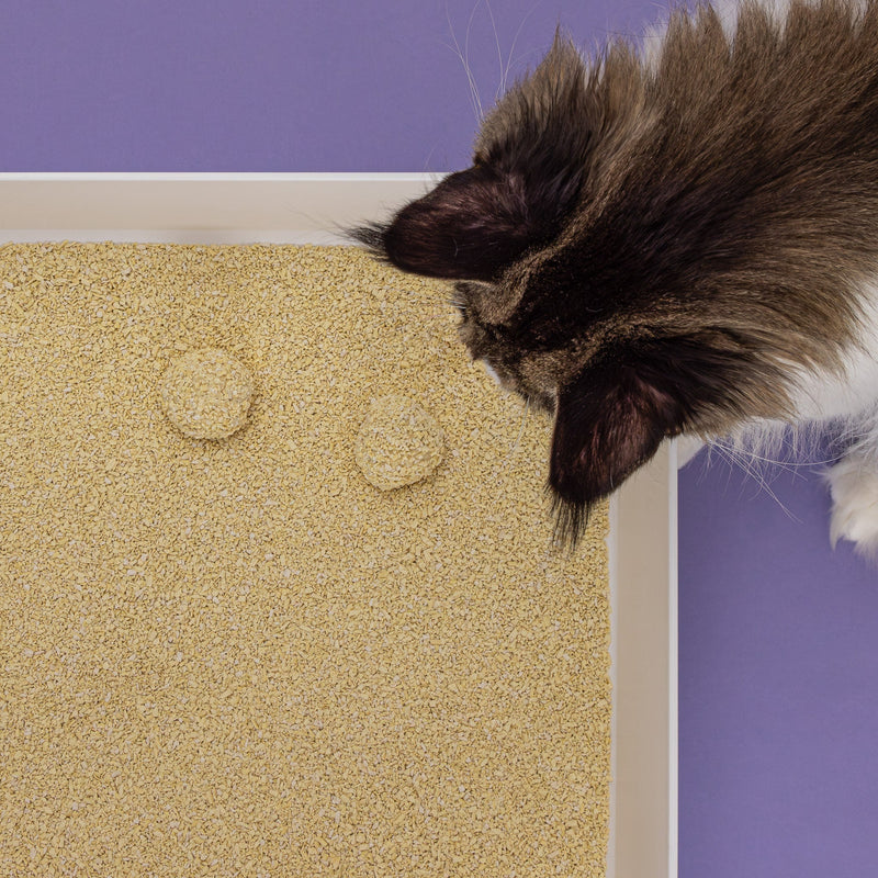 7 redenen om Tofu Fine Kattenbakvulling te gebruiken