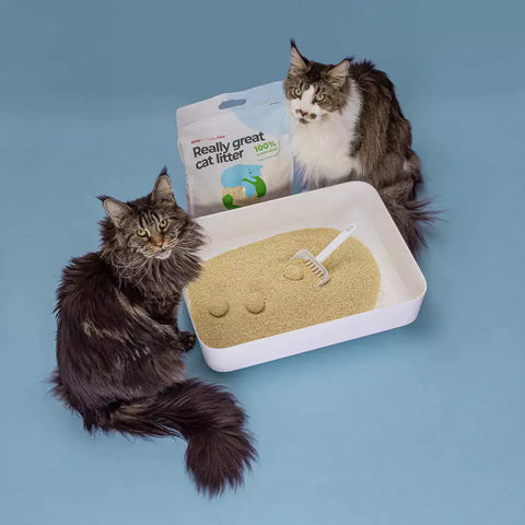 Hoopo® Tofu Fine – Een revolutie in kattenbakvulling