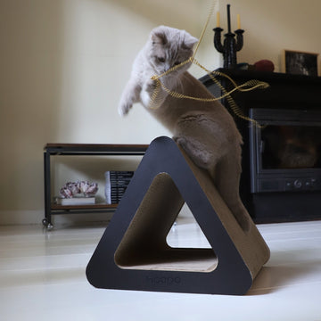 Waarom spelen belangrijk is voor katten