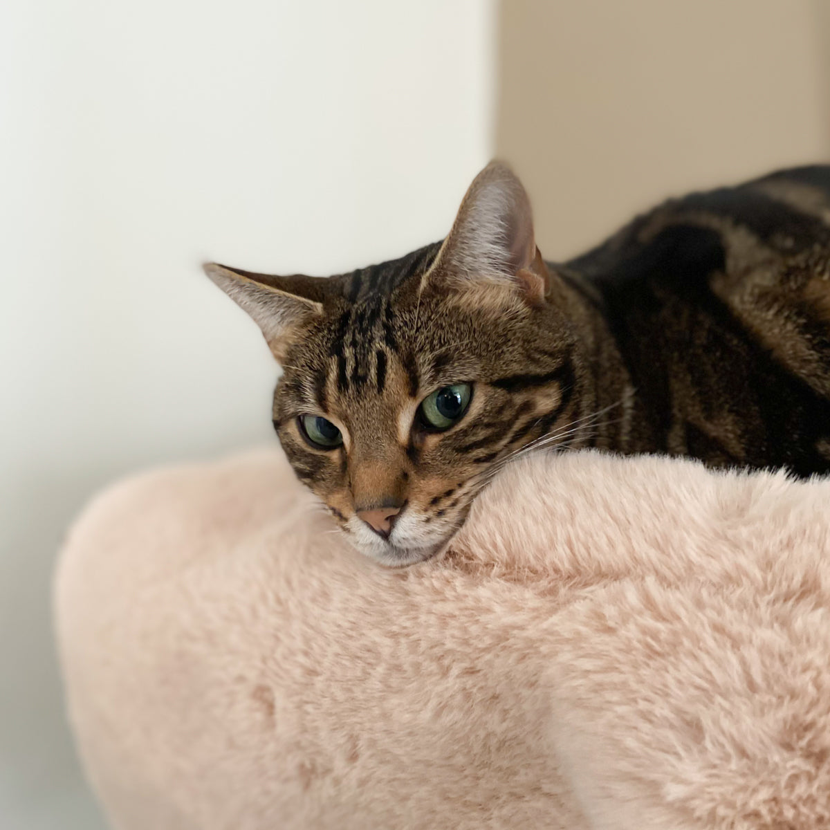 Twee katten bij een Hoopo Magna XL kattenbak