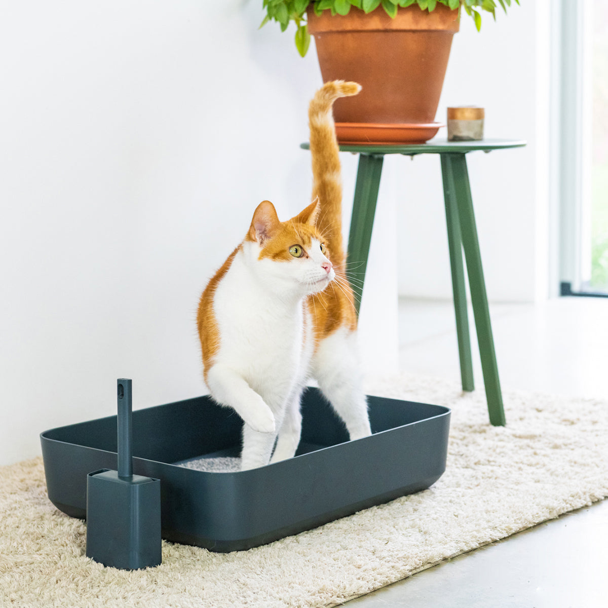 Feature Image