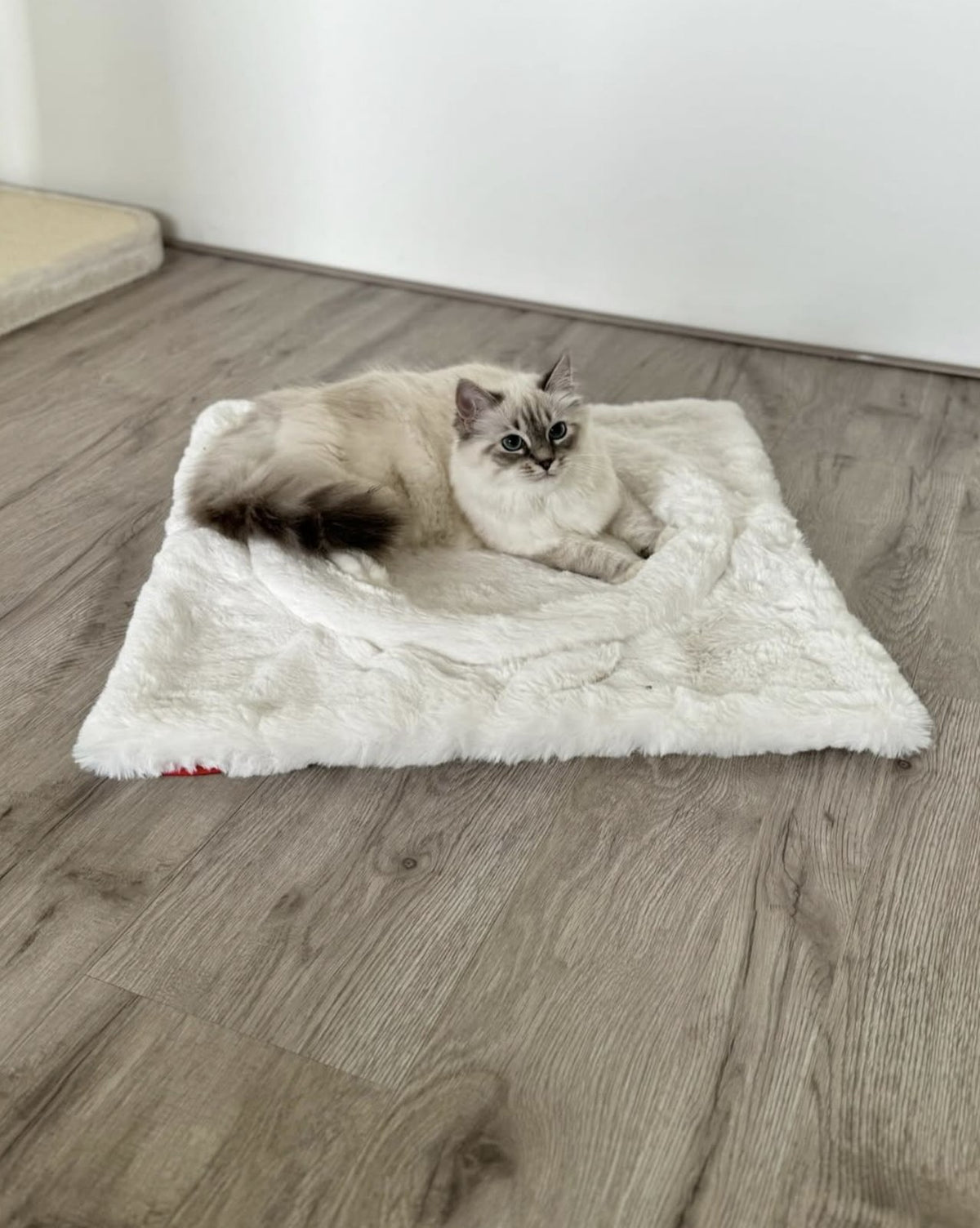 @ragdoll_nazar_mavis