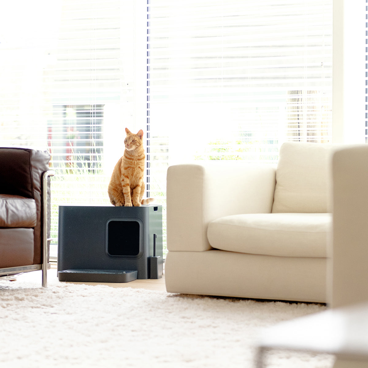 Dome Plus