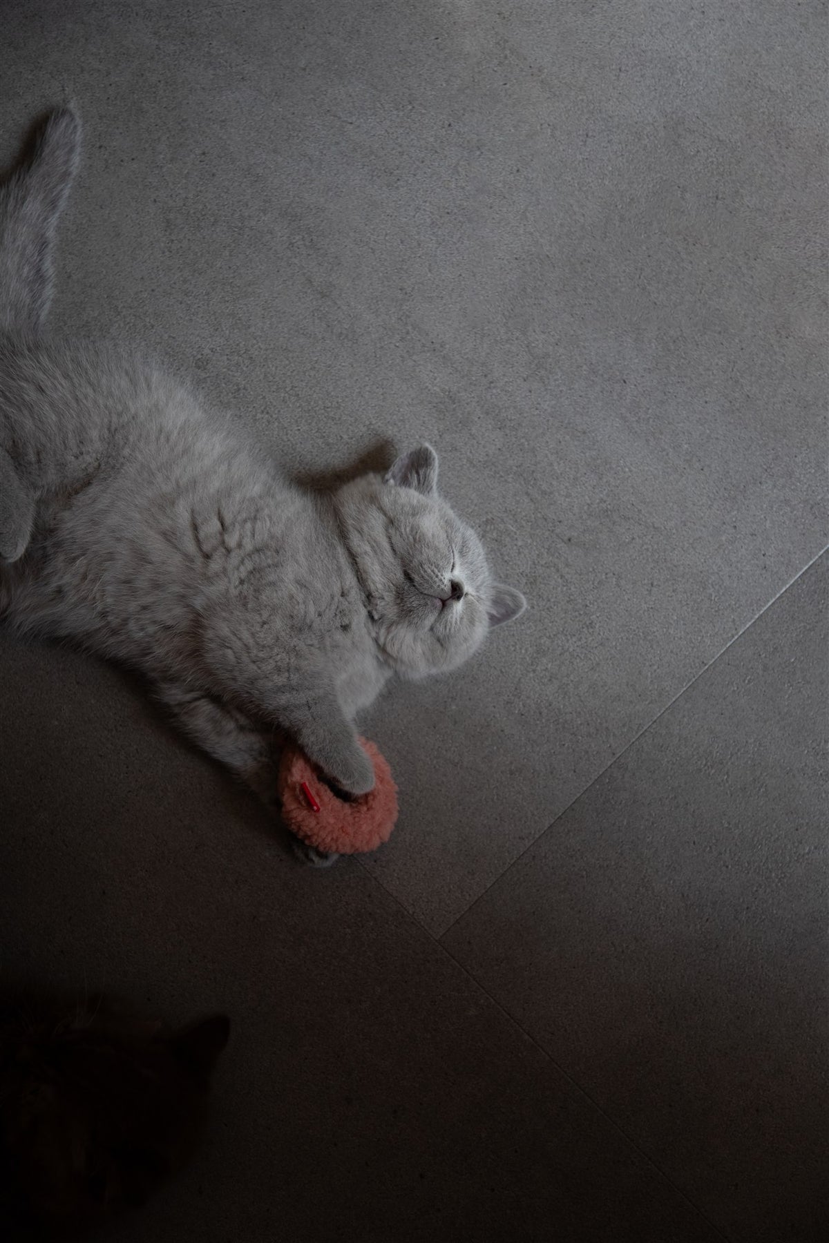 @catteryfanealvesteden