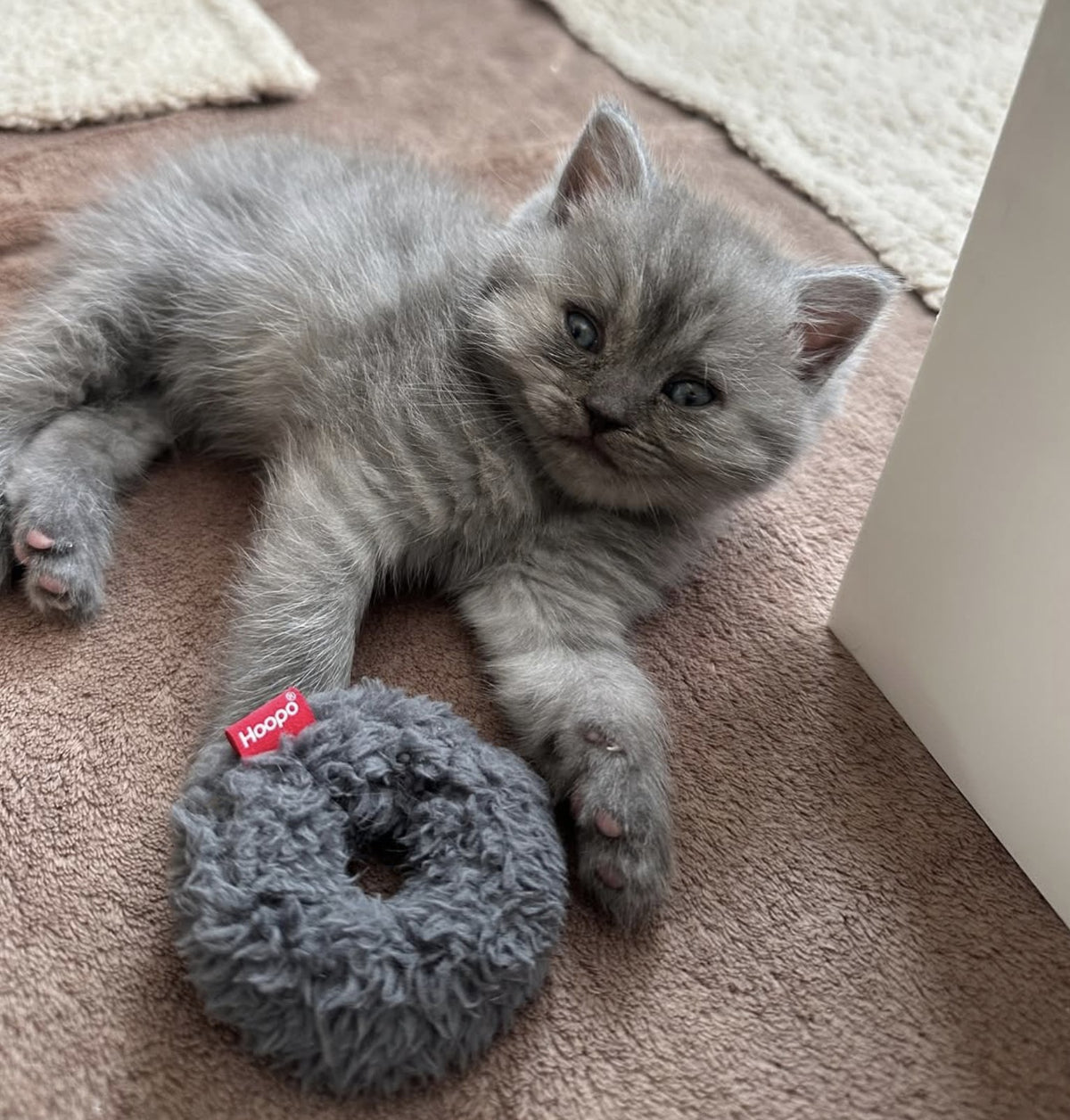 @catterykattenhartjes