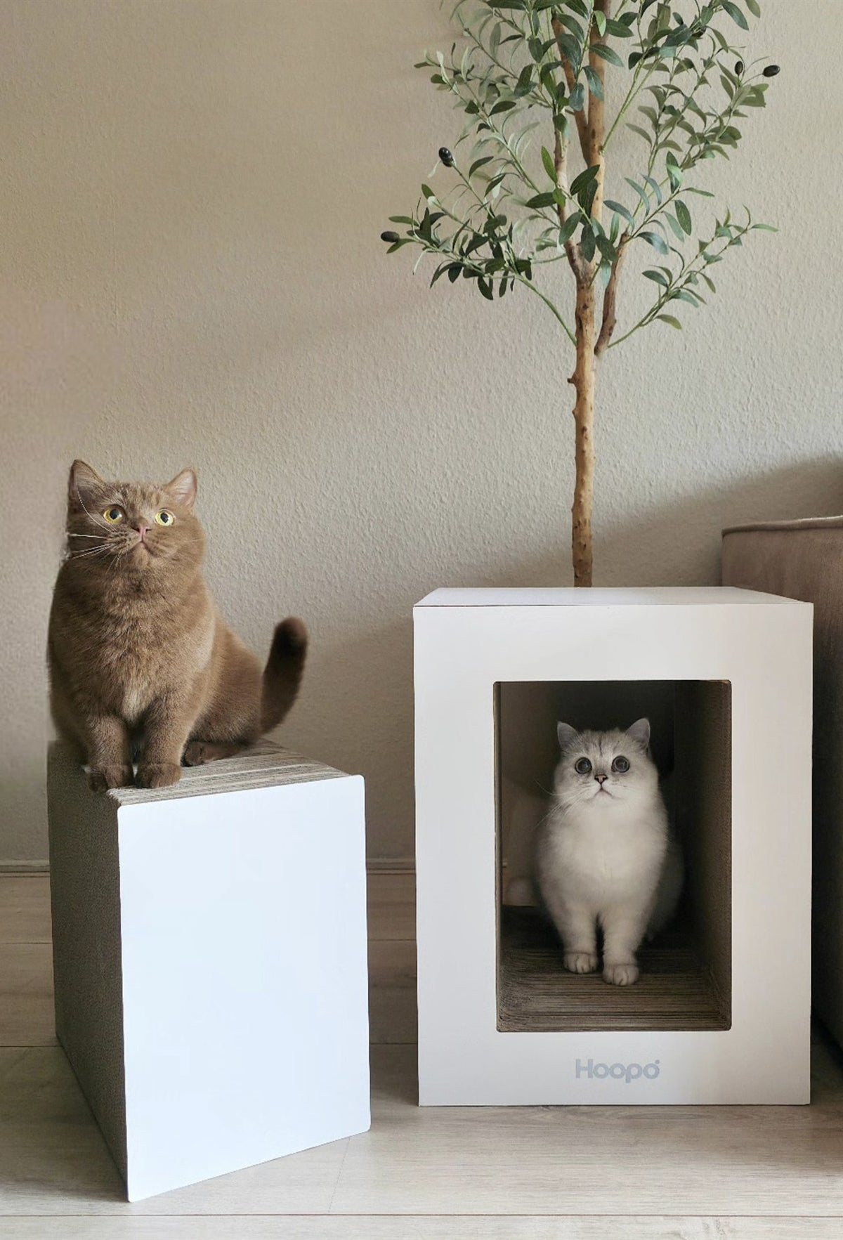 @cattery.better.together