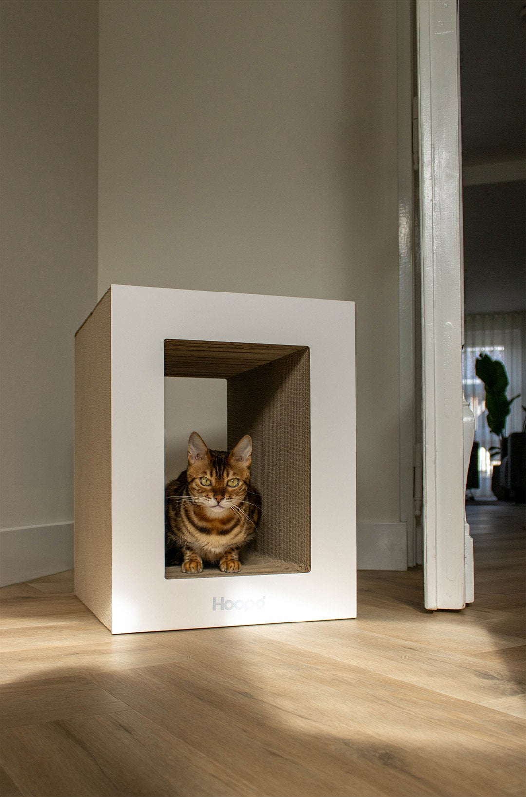 Petra