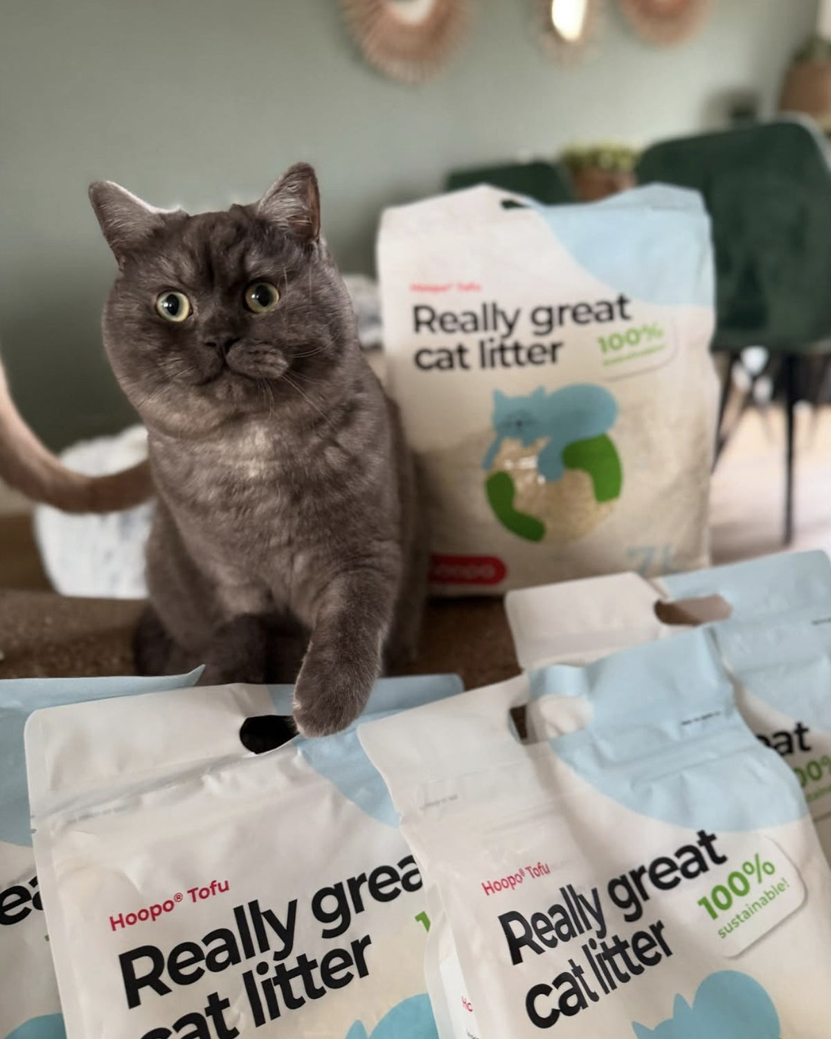 @catterykattenhartjes
