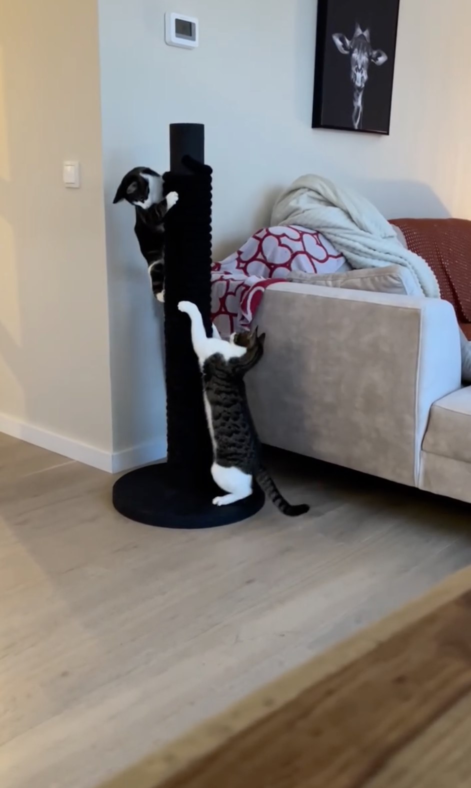 @kattenhotel_de_pluizenbol