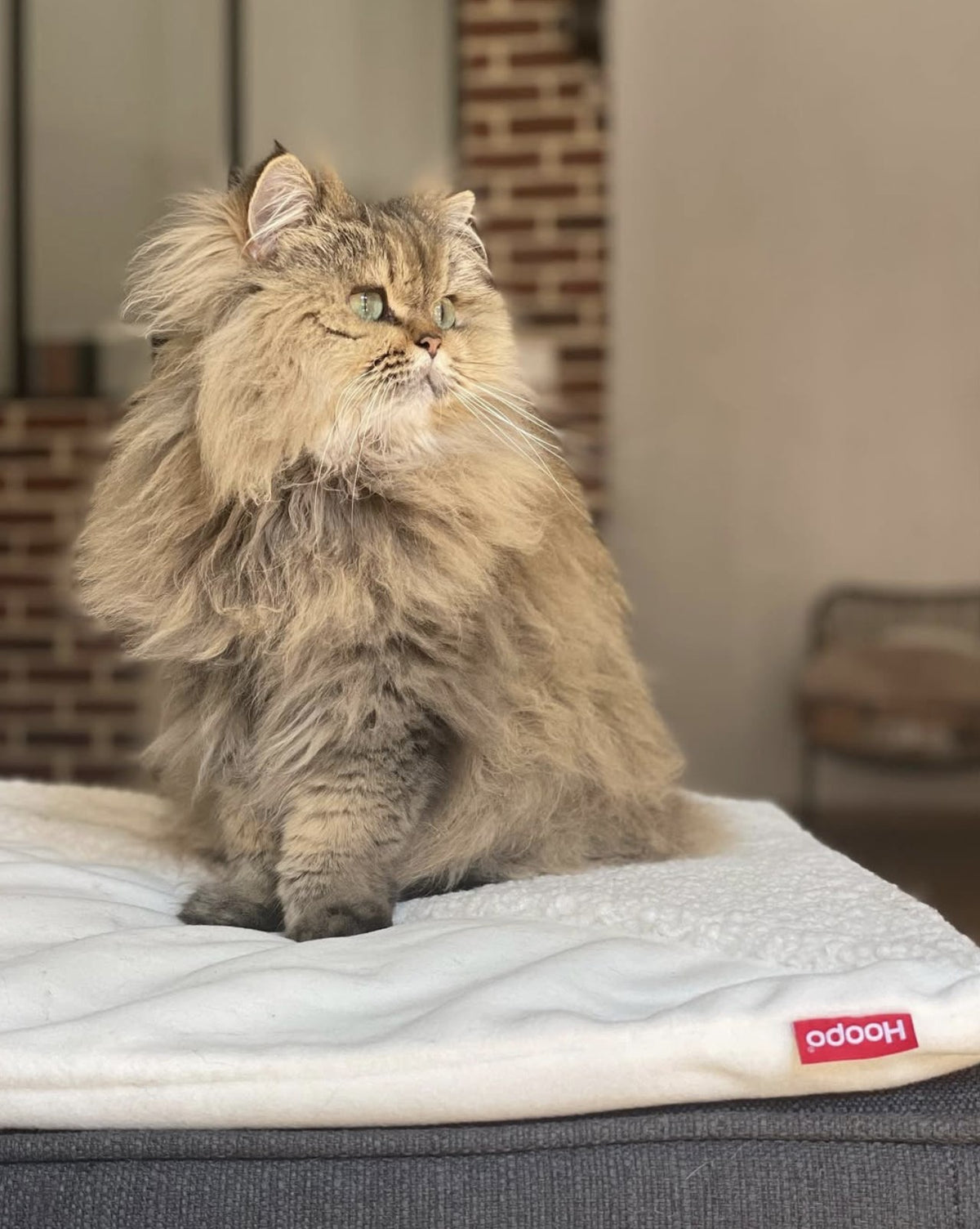 @family_british_cat